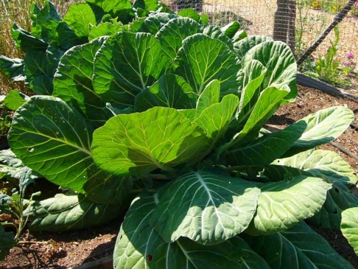 Growing Broccoli In Summer Fall Vegetables Vs Summer Vegetables Image 597
