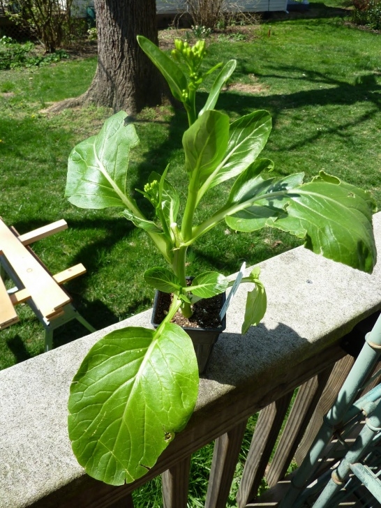 Growing Broccoli In Summer Grow It Eat It: Chinese Broccoli And Other Spring Veggies Picture 978