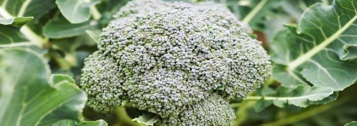 Growing Broccoli In Summer Growing Broccoli From Seed To Harvest, Complete With Image 116