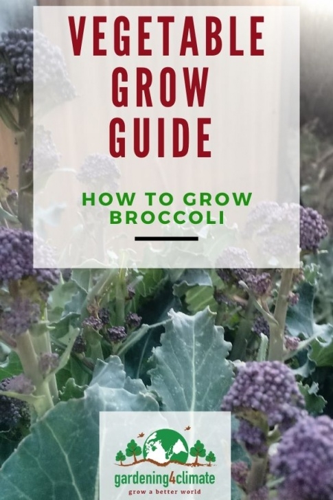 Growing Broccoli In Summer Growing Broccoli - How To Grow Broccoli Plants In The Picture 707