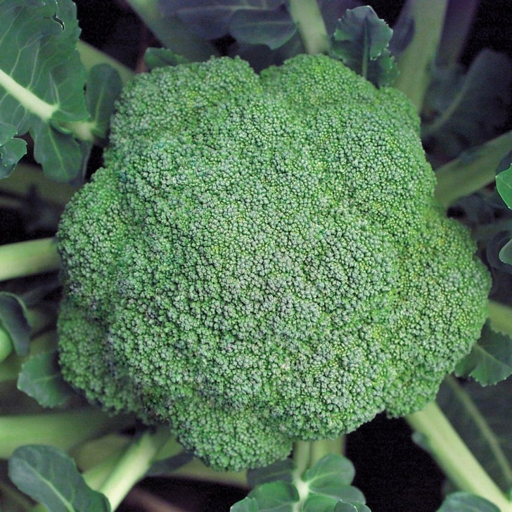 Growing Broccoli In Summer Marathon Broccoli Seeds - Vegetable Garden Seeds Picture 414