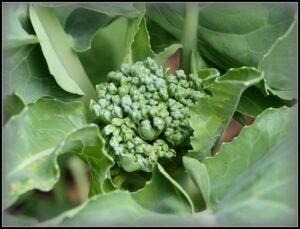 Growing Broccoli In Summer Mark'S Veg Plot: Summer Broccoli "Tenderstem" Picture 817