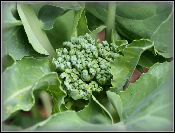 Growing Broccoli In Summer Mark'S Veg Plot: Summer Broccoli "Tenderstem" Picture 817
