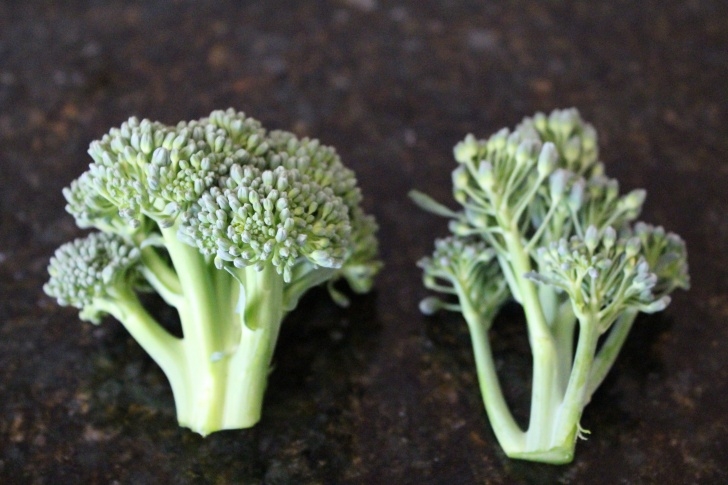 Growing Broccoli In Summer The Gardener And The Chef | How To Grow-How To Cook For Picture 690