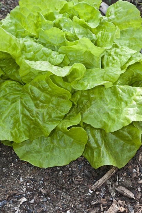 Growing Butter Lettuce Butter Head Lettuce Grown In The Garden. Stock Image Image 633