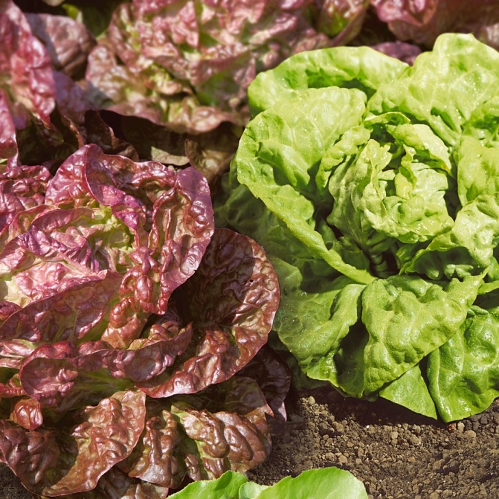 Growing Butter Lettuce Butterhead Blend Lettuce Seeds From Park Seed Picture 626