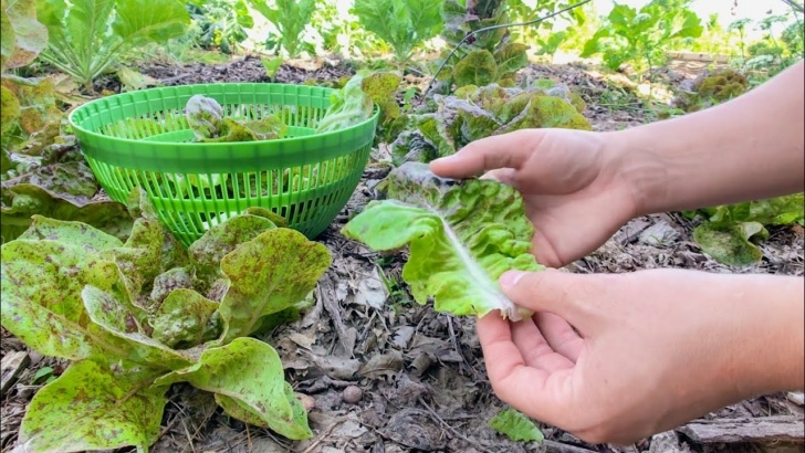 Growing Butter Lettuce Butterhead Lettuce Growing And Harvest - Youtube Photo 593