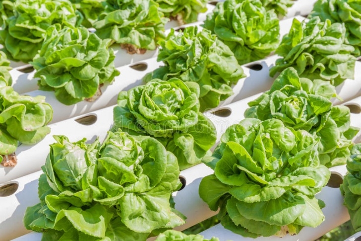 Growing Butter Lettuce Fresh Organic Butterhead Lettuce Vegetable In Outdoor Image 061