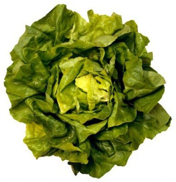 Growing Butter Lettuce How To Grow Butter Leaf Lettuce In A Container | Growing Photo 095