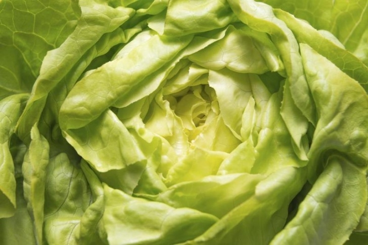Growing Butter Lettuce How To Grow Butter Lettuce | Ehow Picture 979