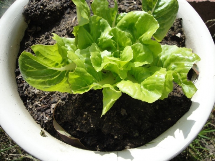 Growing Butter Lettuce Re-Grow Lettuce From Store Bought Hydroponic Living Photo 932