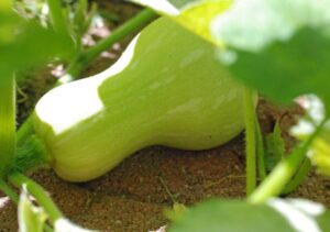 Growing Butternut Squash Butternut Squash | Growing In Zone 4 Photo 364
