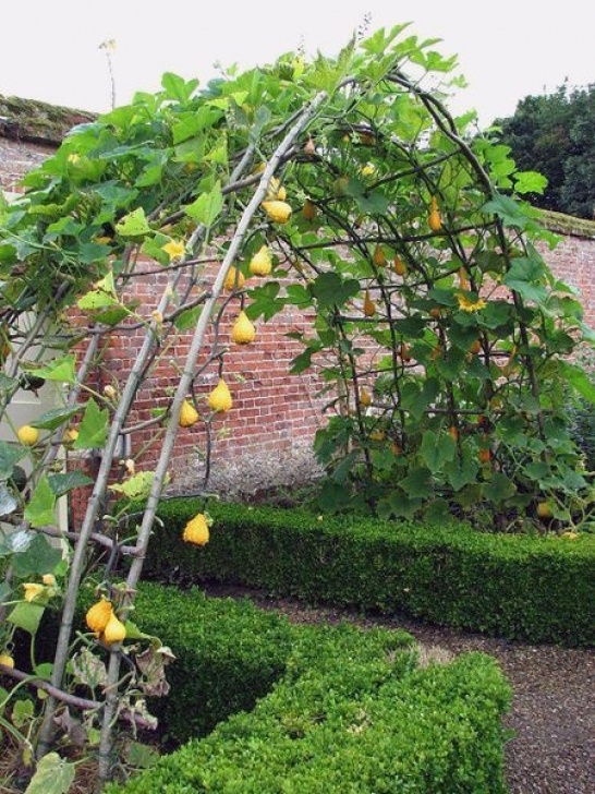 Growing Butternut Squash In Raised Beds 30 Attractive Butternut Squash Growing Trellis Trellis Image 394