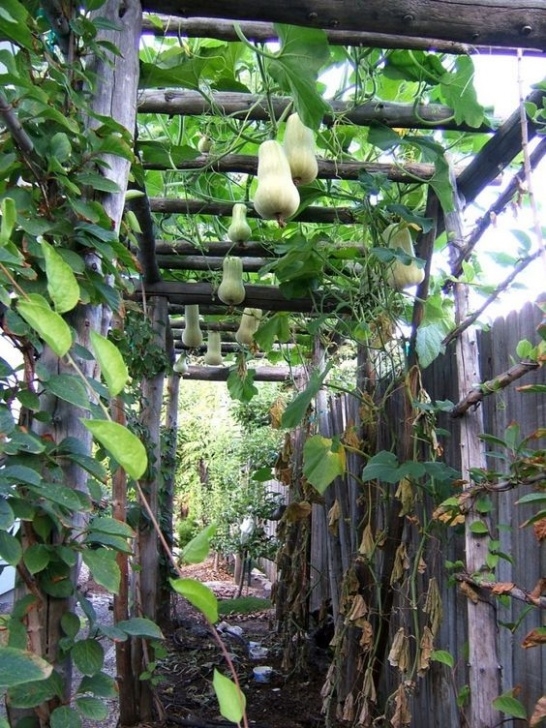 Growing Butternut Squash In Raised Beds A-Frame Squash Support | Vertical Vegetable Gardens Image 309