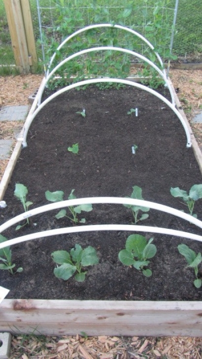 Growing Butternut Squash In Raised Beds Following The Master Gardener: Companion Planting Beans Photo 317
