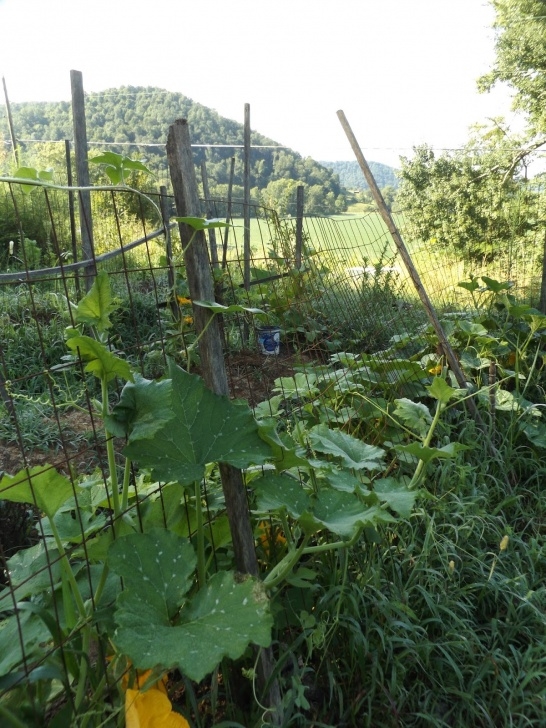 Growing Butternut Squash In Raised Beds Vegans Living Off The Land: Cushaw, Butternut, Acorn Image 126
