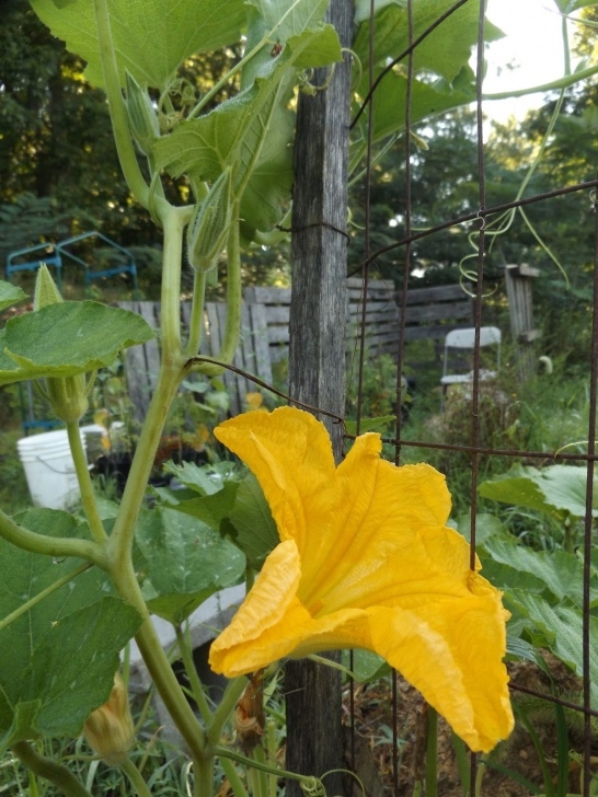 Growing Butternut Squash In Raised Beds Vegans Living Off The Land: Cushaw, Butternut, Acorn Picture 955