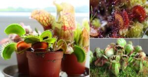 Growing Carnivorous Plants Indoors 7 Indoor Carnivorous Plants For Beginners | Best Picture 831