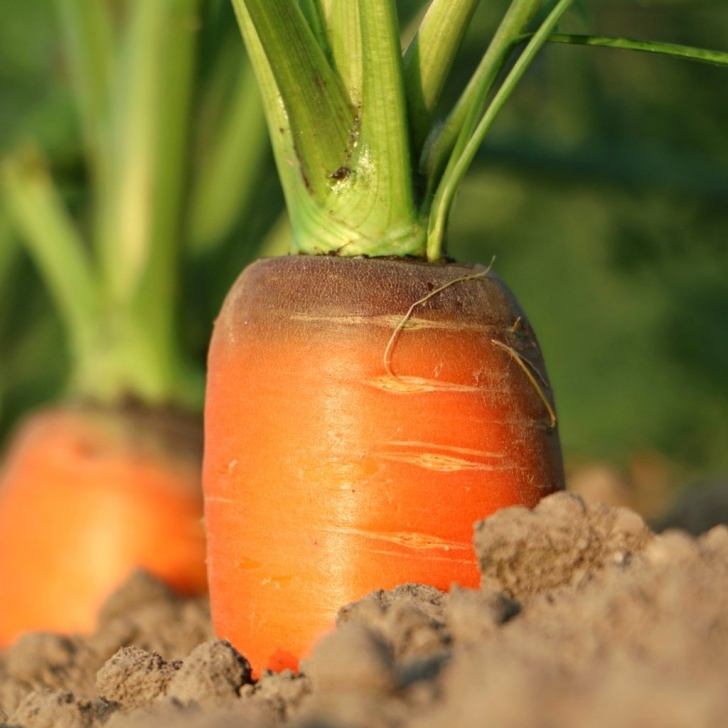 Growing Carrots Indoors Under Lights Carrot - Sowing, Growing, Care And Harvest (+ Video) Picture 352