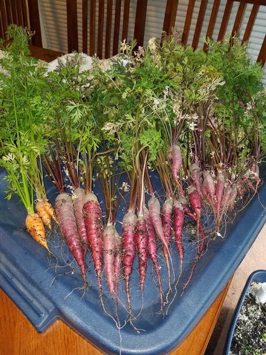 Growing Carrots Indoors Under Lights Consturction Guide To Indoor Growing Systems For Picture 053