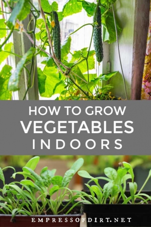 Growing Carrots Indoors Under Lights Grow Vegetables Indoors (Easy Beginner’s Guide) | Growing Photo 734