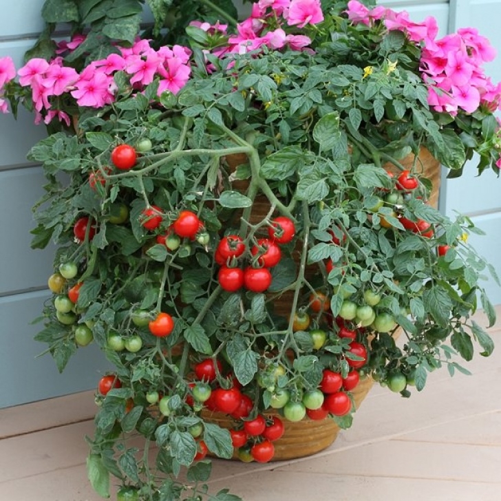 Growing Cherry Tomatoes In Pots 13 Basic Tomato Growing Tips For Containers To Grow Best Image 785