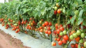 Growing Cherry Tomatoes In Pots Best Time To Grow Tomatoes | Growing Tomatoes Guide And Tips Photo 595