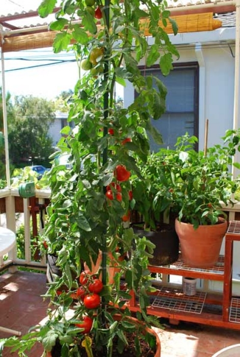 Growing Cherry Tomatoes In Pots Growing Tomatoes In Containers, Growing Tomatoes In Pots Photo 836