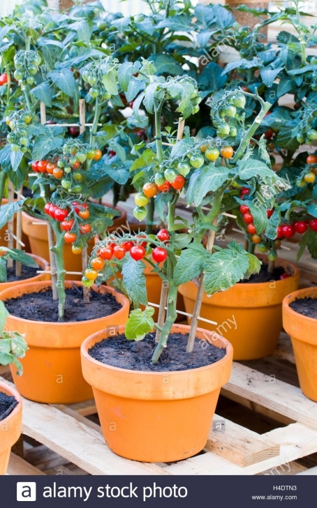 Growing Cherry Tomatoes In Pots Growing Tomatoes Pot Stock Photos &amp; Growing Tomatoes Pot Picture 437