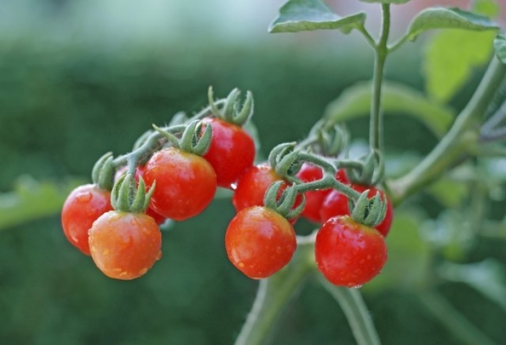 Growing Cherry Tomatoes In Pots How To Grow Cherry Tomatoes In Containers | Hunker Photo 218