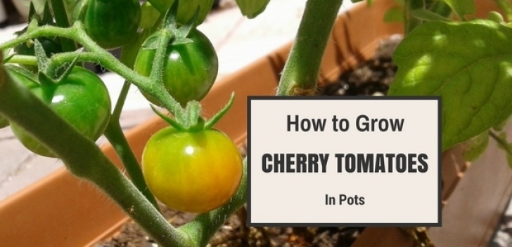 Growing Cherry Tomatoes In Pots How To Grow Cherry Tomatoes In Pots Photo 874