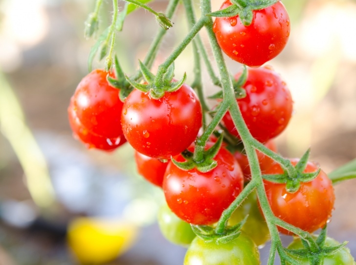 Growing Cherry Tomatoes In Pots Yes, You Can Grow Tomatoes In Containers | Gardensall Photo 535