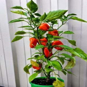 Growing Chilli Plants Indoors Best Way To Grow Capsicum In Home | India Gardening Tips Photo 327