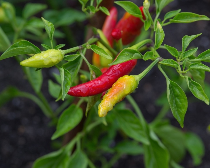 Growing Chilli Plants Indoors Chili Pepper Art And A Sad Story Made Glad Through Image 045