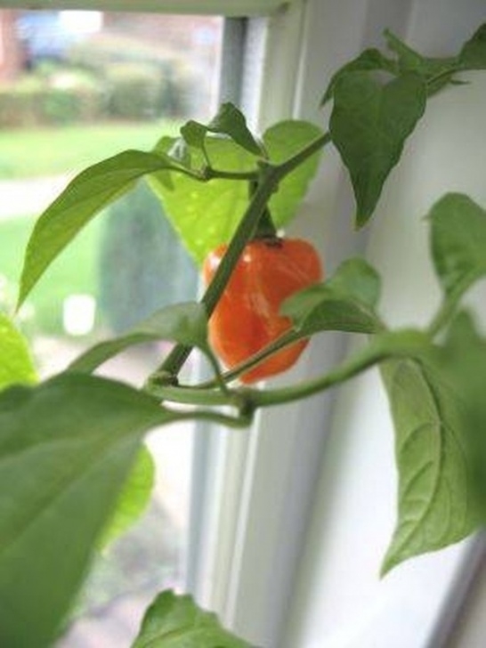 Growing Chilli Plants Indoors How To Grow Jalapeno Plants Indoors | Hunker Photo 465