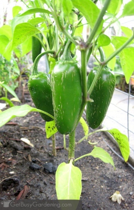 Growing Chilli Plants Indoors How To Grow Peppers From Seed: Complete Guide | Growing Photo 868