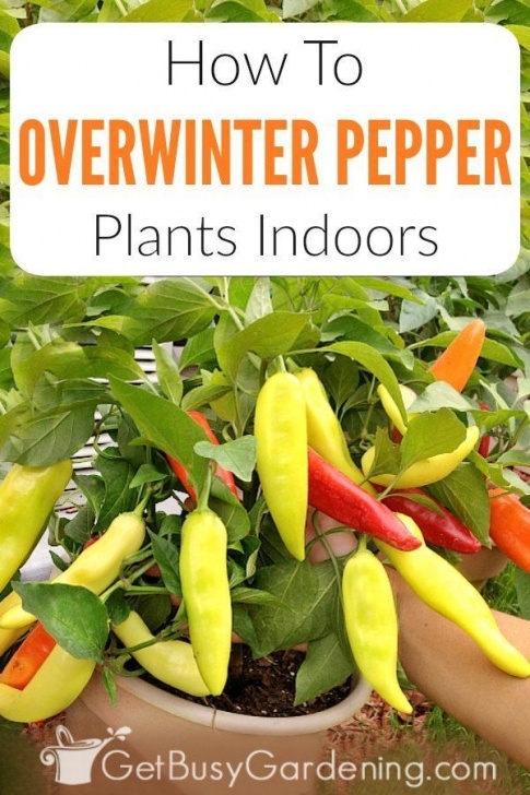 Growing Chilli Plants Indoors How To Overwinter Pepper Plants Indoors | Pepper Plants Picture 122