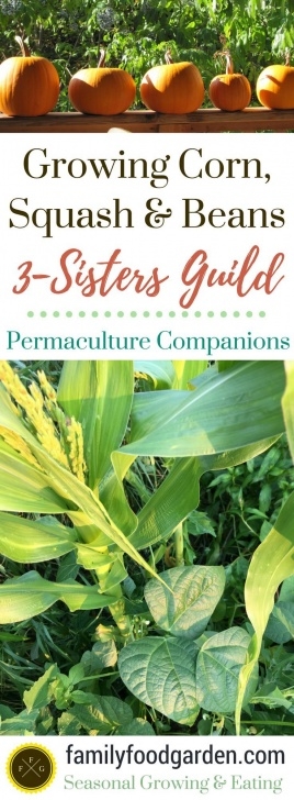 Growing Corn In Raised Beds 3 Sisters Guild: Growing Corn, Beans &amp; Squash Together Image 744