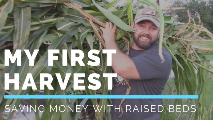 Growing Corn In Raised Beds Growing Corn In My Raised Beds For The First Time Picture 666