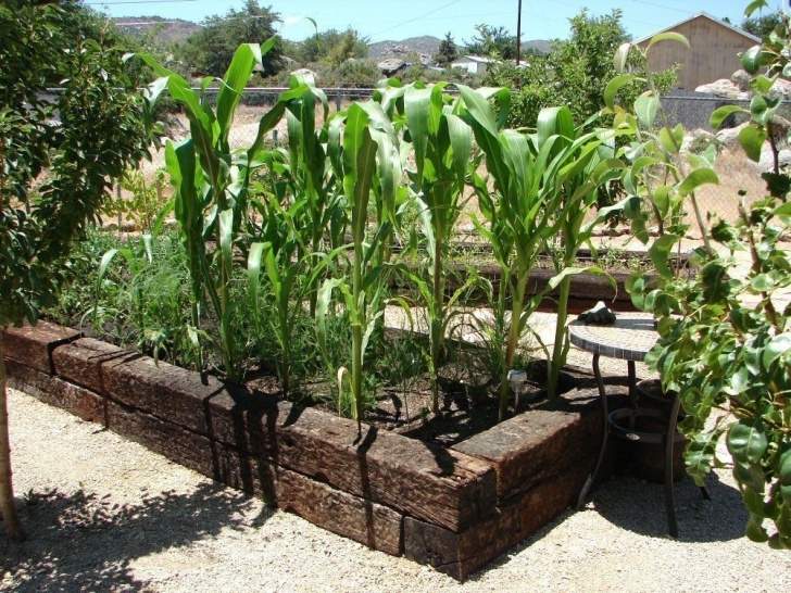 Growing Corn In Raised Beds How To Garden Vegetables | Raised Bed With 6 - 8 Week Old Picture 809