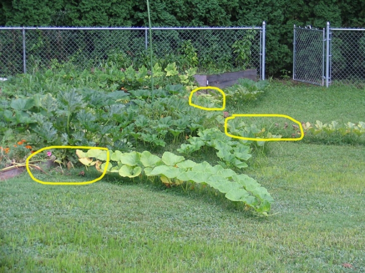 Growing Corn In Raised Beds One Reason Not To Trellis Melons And Pumpkins | Jimmy Image 258