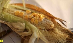 Growing Corn In Raised Beds Sweet Corn | Mybigsfarm Image 848