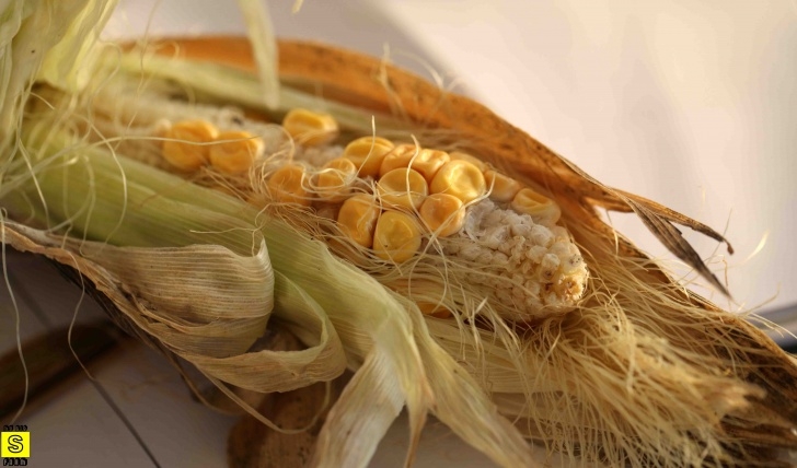 Growing Corn In Raised Beds Sweet Corn | Mybigsfarm Image 848