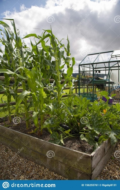 Growing Corn In Raised Beds Sweetcorn And Courgette Growing In A Raised Vegetable Bed Picture 634