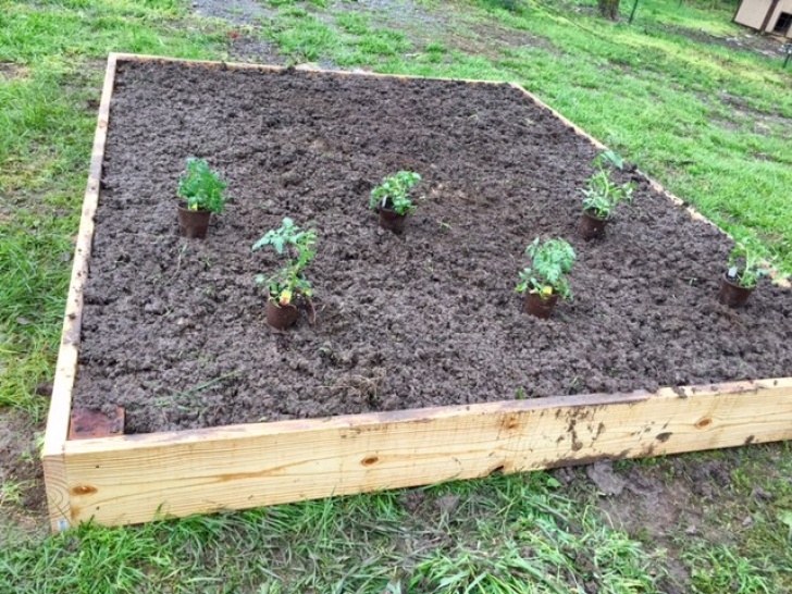 Growing Corn In Raised Beds We Are Sticking With The Basics This Year For Our Garden Image 241
