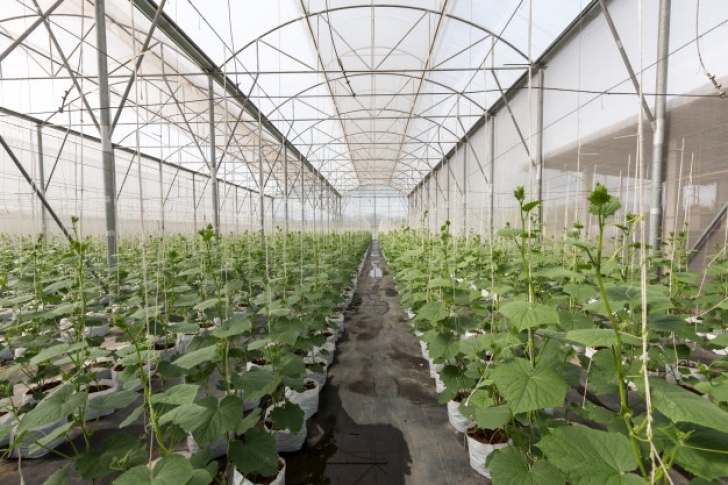 Growing Cucumbers In A Greenhouse Cucumber Plant Growing In Greenhouse With Drip Irrigation Picture 904