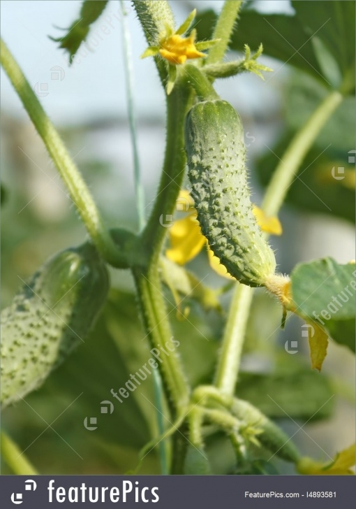 Growing Cucumbers In A Greenhouse Cucumbers Grow On A Stalk In Greenhouse Stock Photo Picture 354