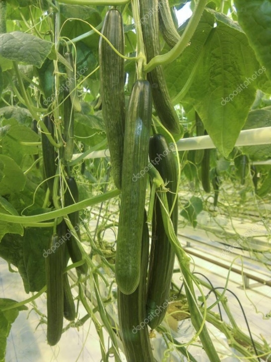 Growing Cucumbers In A Greenhouse Cucumbers Growing In A Greenhouse For Hydroponics. Fresh Image 093