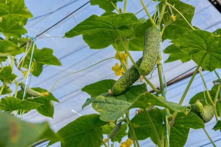 Growing Cucumbers In A Greenhouse Cucumbers Growing In The Greenhouse. Stock Image - Image Picture 410