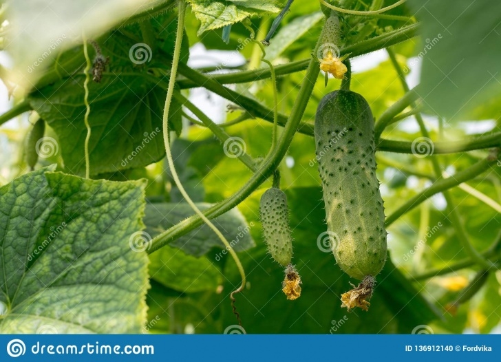 Growing Cucumbers In A Greenhouse Cucumbers Growing In The Greenhouse. Stock Photo - Image Photo 776
